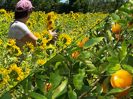 sunflower Oranges